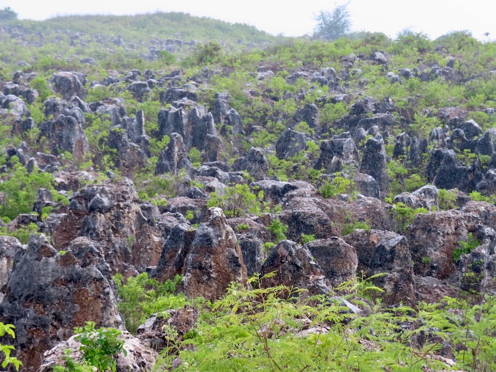 Rocky landscape with greenery in Nauru